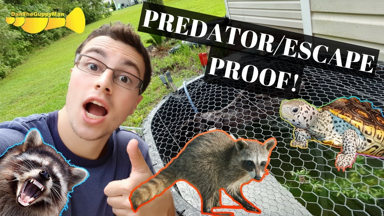 Watch video How To Predator/Escape Proof A Turtle Pond! Now How To Predator/Escape Proof A Turtle Pond!