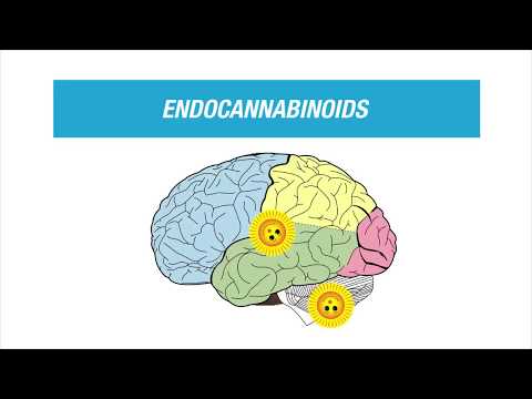 Skyler Tanner Explains Runner's High (It's Endocannabinoids) | HITuni