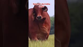 Download lagu Takbir Idul adha 2025 #takbiriduladha2025 #takbiran #trending #shorts #short TAKBIR KELILING mp3