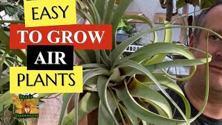 EASY TO GROW AIR PLANTS 😍 xerographica The Giant Tillandsia care tips and tricks for happy growth