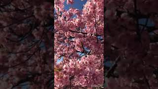 Download lagu bunga sakura  Jepang mp3