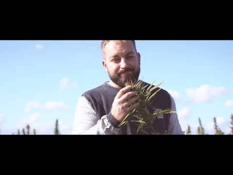 Majkel MADA F - Nie muszę nic udowadniać + Mino MF  * KONOPNY MESJASZ *