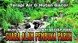 Download lagu Semua jenis burung cepat buka paruh, Terapi air burung rajin bunyi, Suara hutan mp3