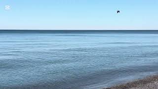 Life Saving Ocean Waving Sound, Beautiful Birds Chirping for Relaxation, Stress Relief & Deep Sleep