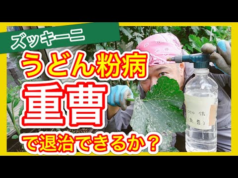 ズッキーニに牛乳は良いのでしょうか？うどんこ病も治りますか？  庭園