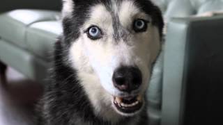 Mishka says &quot;I&#39;m Happy&quot; - Husky Dog Talking