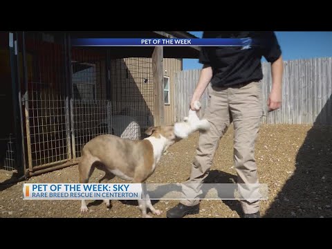 Purina Presents: Meet Sky in Pet of the Week - YouTube