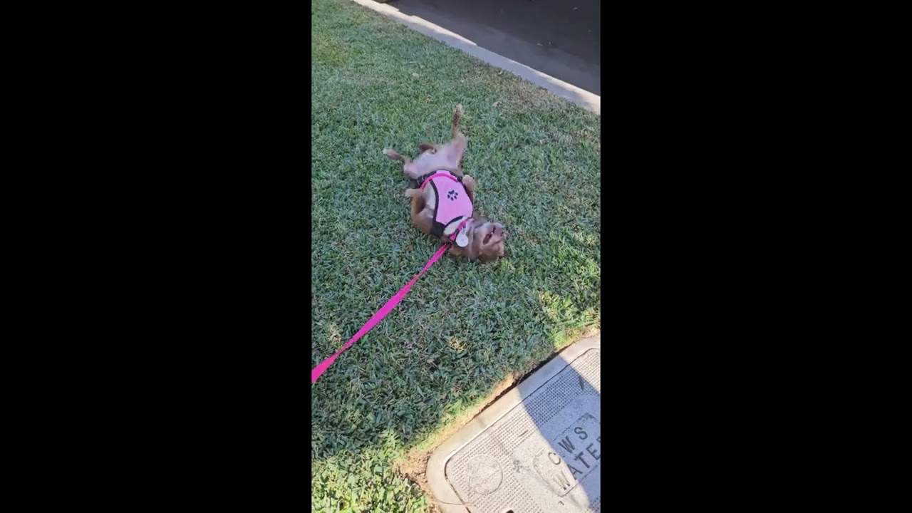 Enlarge Vivienne (Vivi), a ADOPTABLE mixed breed in Rancho Palos Verdes, CA video 6/6