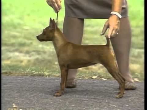 Miniature Pinscher breed video