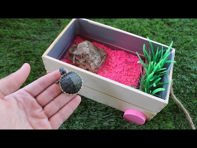 Build Baby TURTLE Dream Pond!! **$500 Challenge**