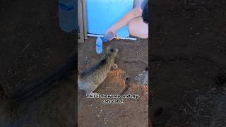 Catching Mice With My Cats For The Chickens!