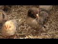 Geboortegolf bij Stad & Natuur, lammetjes en kuikens