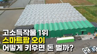10억 대출로 지은 스마트팜! 오이 키워 일년에 4억 버는 방법