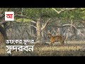 সুন্দর ভয়ংকর সুন্দরবন সবচেয়ে বড় ম�