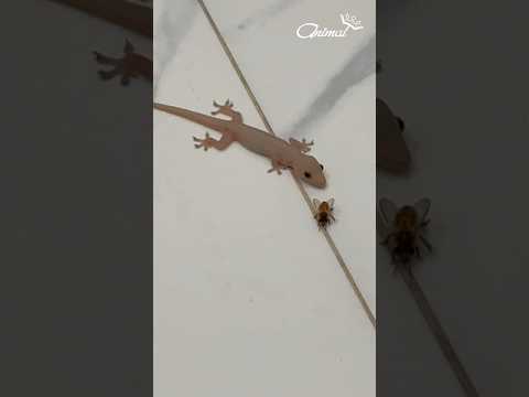 A gluttonous house lizard - house gecko #animals #Lizard #Gecko