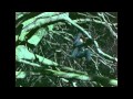 Sherlock Holmes The Creeping Man Part 4