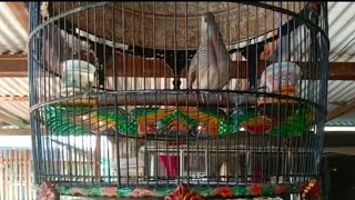 Download lagu PERKUTUT USIA 4,5 BULAN KANDANG R.888 || RING JIHAN BIRD FARM mp3 Download lagu PERKUTUT USIA 4,5 BULAN KANDANG R.888 || RING JIHAN BIRD FARM mp3