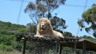 preview picture of video 'Safari #1 - Die Highlight´s - Lion´s Park in Seaview (Port Elizabeth, Südafrika)'