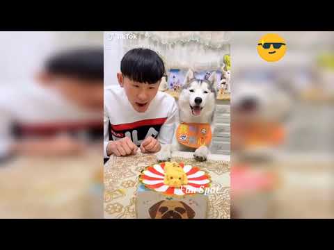Funny video 2020 😂 / cats and dogs funny videos