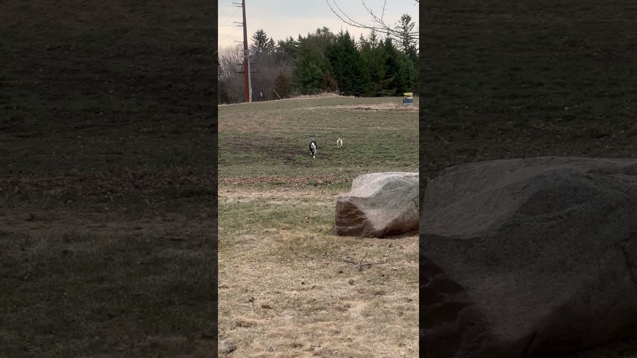 Enlarge Captain, a ADOPTABLE Border Collie in St. Joseph, MN video 4/4