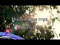 MOENO SORTSE GORI NE GASNE ROSITSA PEYCHEVA Моено сорце гори не гасне Роси�