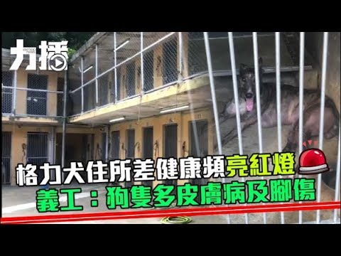 義工：狗隻多皮膚病及腳傷