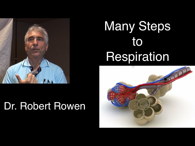 Dr. Rowen – Basic Respiration