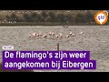 Flamingo's spotten, het kan gewoon dicht bij huis!