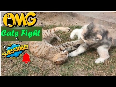 cats cute fight 00.07 I cats fight I #youtube #shorts #funnyvideo #cats #sobishariq #vlog