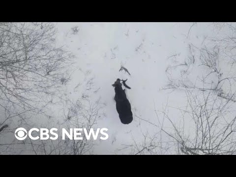 Drone video shows rare moment of moose shedding both antlers