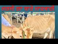 JERSEY COW DETAIL | AULAKH DAIRY FARM | PUNJAB | BATHINDA | Rampura phul