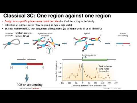 MCB 182 Lecture 10.3 - Chromatin conformation capture (3C, 4C) assays