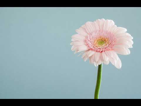 03 Bijaameche Razar Kalza Gaaz konkani songs