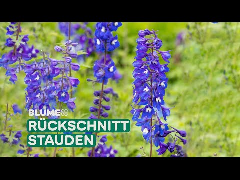 Stauden schneiden 🌱 Am Beispiel Rittersporn erklärt | BLUME2000