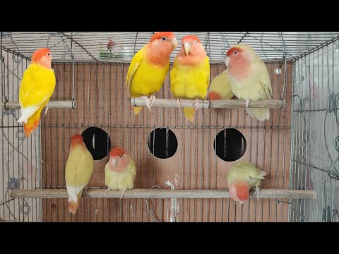 6 Hours of Lovebird Sounds – Relaxing & Happy Chirping from a Parrot Aviary