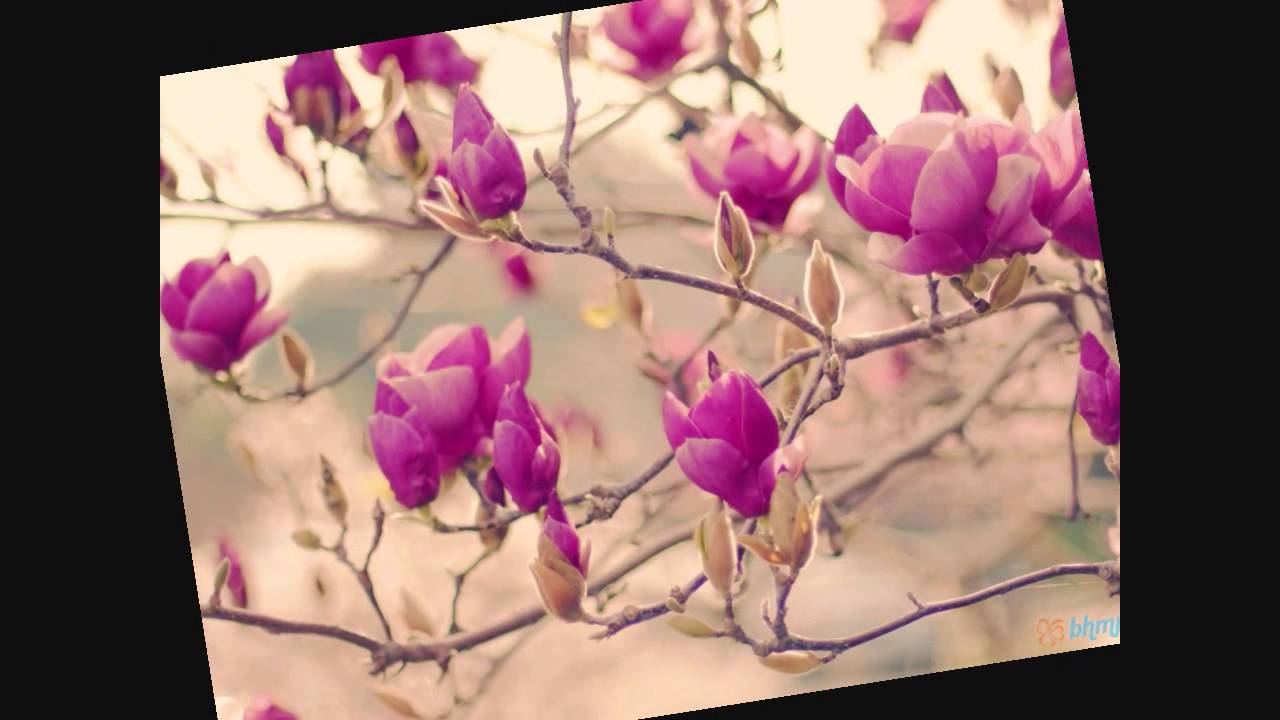 Achhi Achhi Pyari Pyari Lyrics  | Trimurti | Asrani, Parveen Babi | Bhupinder Singh, Kishore Kumar | Rahul Dev Burman