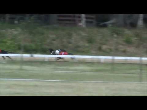 Hungarian Derby 2017 - Vesuviy