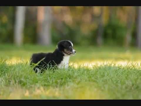 Iris and Aero pups July 2014