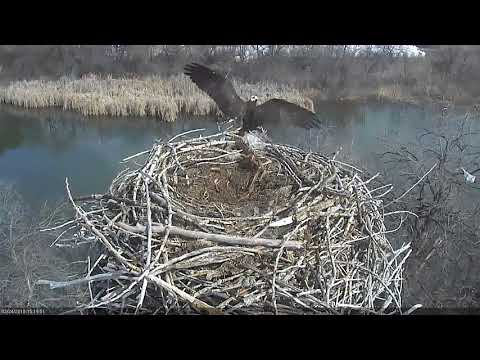 2018 03 24 First on-cam mating of the season - Boulder County Osprey Cam