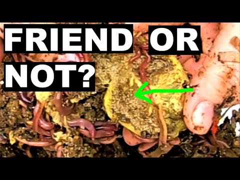 Red Wiggler Compost Worms - Bugs and Migrations