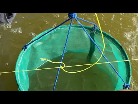 Budidaya Udang Vannamei Kolam Terpal Bundar DOC 40 Hari