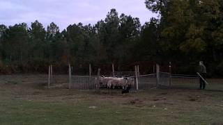 Faun au troupeau Séance du 26/11/2011