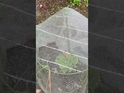 カボチャ、ポティマロン、Cucurbita maxima