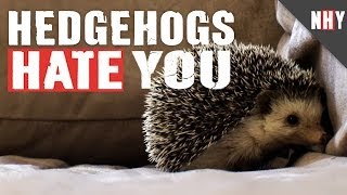 HEDGEHOGS HATE YOU!