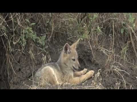 Sept 4, 2017 - Sunrise - Back to the completely adorable Black Backed Jackal Little one