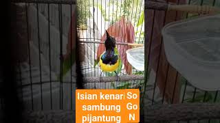 Download lagu sogon isian kenari mp3 Download lagu sogon isian kenari mp3
