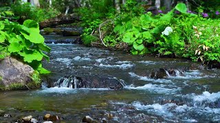 Download lagu The sound of the river that improves concentration (the murmuring of the river) [study, sleep, ASMR] mp3