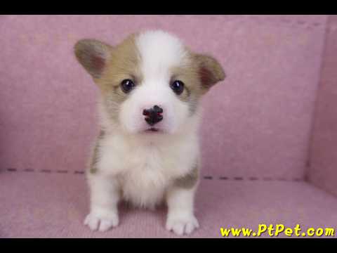 10/13雙色柯基犬母幼犬1號