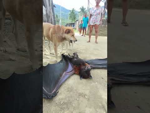 GIANT BAT AND DOG IN THE PHILIPPINES