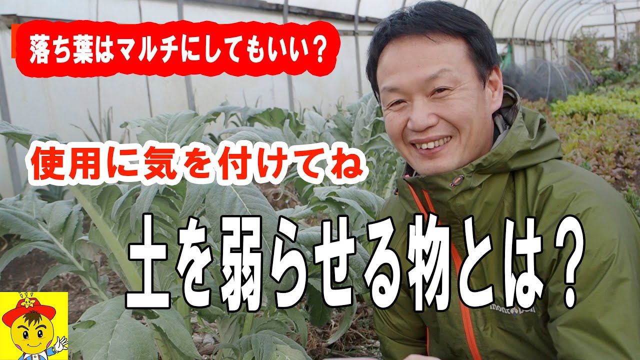 自然栽培の連作と落ち葉マルチ・トマト管理